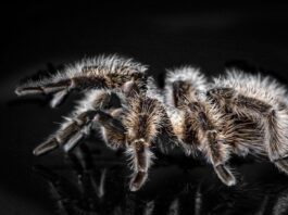 Brazillian Wandering Spider