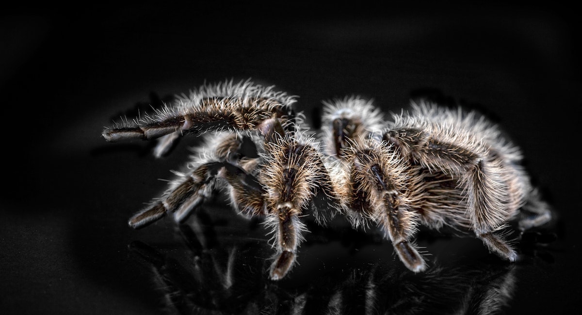 Brazillian Wandering Spider